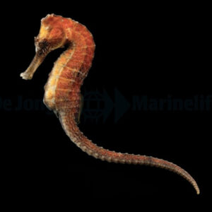 Hippocampus Reidi, Longsnout seahorse