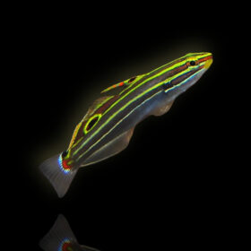 Koumansetta Hectori, Hector's goby