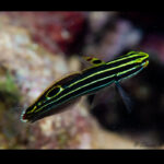 Koumansetta Hectori, Hector's goby