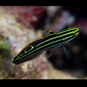 Koumansetta Hectori, Hector's goby