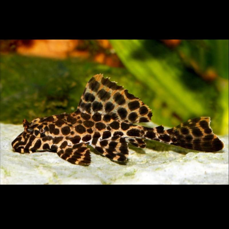 Plecostomus Leopard aberaquatic Plecostomus Leopard