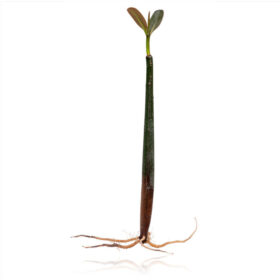 Rhizophora Mangle (Red mangrove)