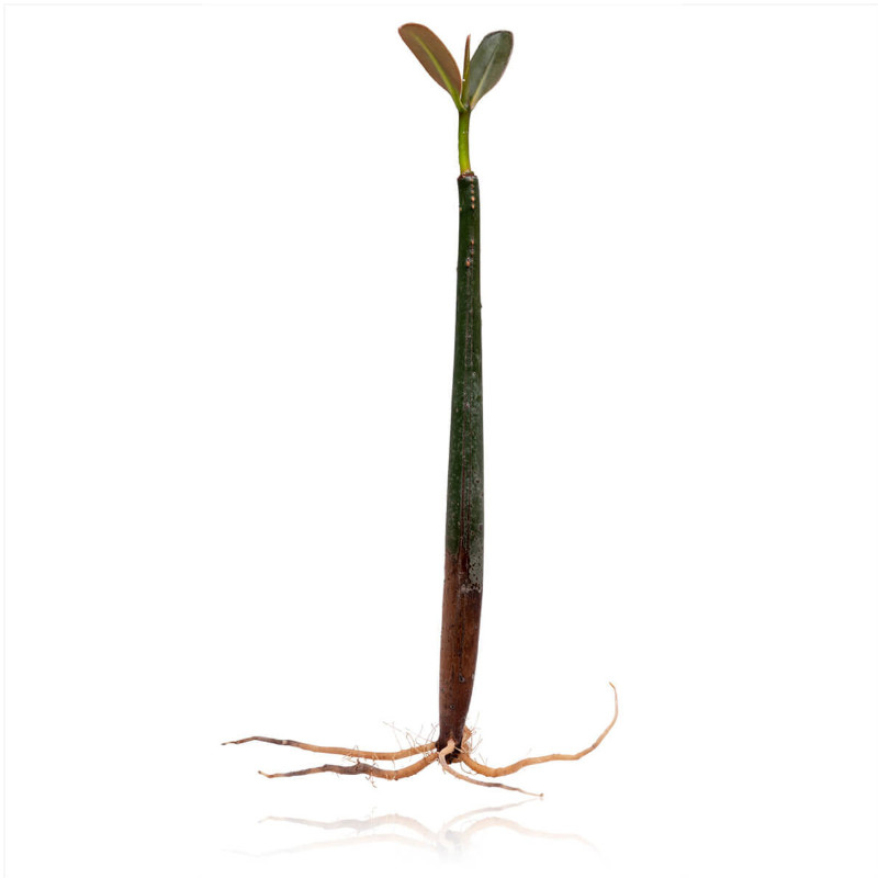 Rhizophora Mangle Red mangrove aberaquatic Rhizophora Mangle (Red mangrove)