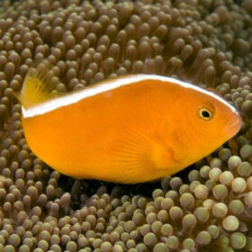 Amphiprion Sandaracinos