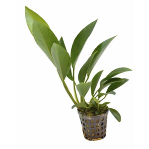 Anubias Congensis pot