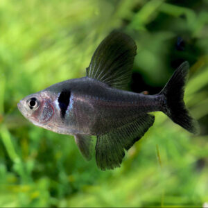 Black Phantom Tetra