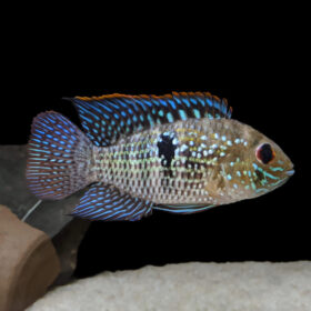 Blue Acara (Andinoacara Pulcher)