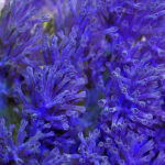 Cespitularia Infirmata, blue xenia