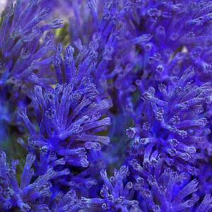 Cespitularia Infirmata, blue xenia