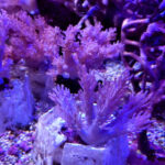 Cespitularia Infirmata, blue xenia