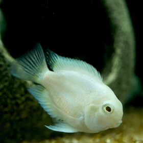 Convict Baloon White Cichlid