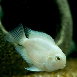 Convict Baloon White Cichlid