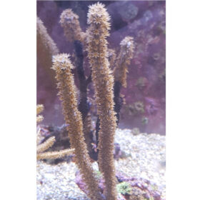 Eunicae Gorgonia