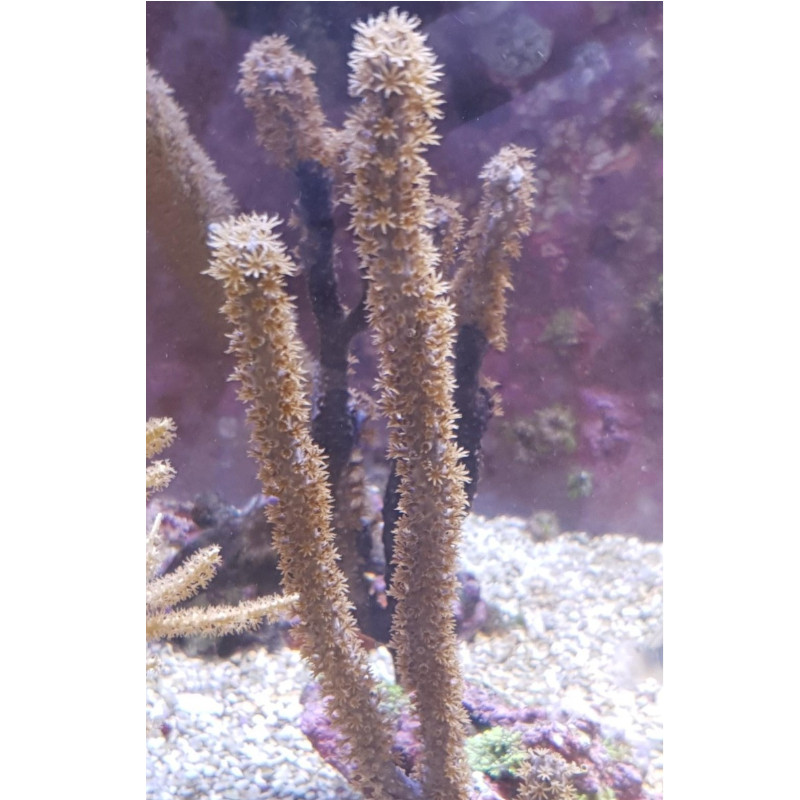 Eunicae Gorgonia aberaquatic Eunicae Gorgonia
