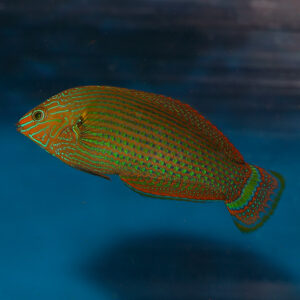 Halichoeres Marginatus, Halico wrasse