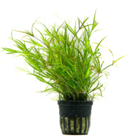 Juncus Repens pot