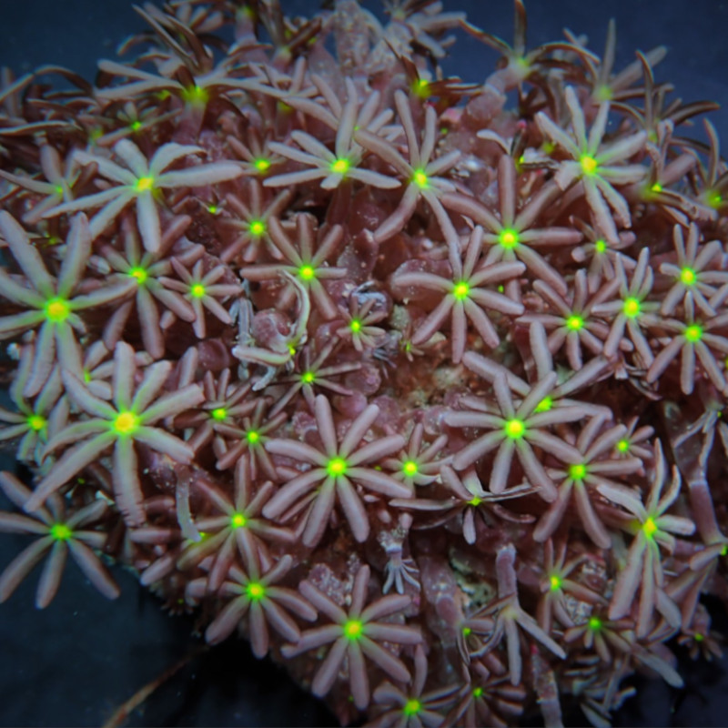 Knopia Octocontacanalis aberaquatic Knopia Octocontacanalis