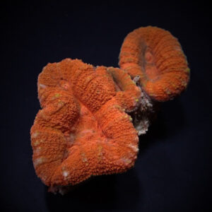 Lobophyllia Orange-Red
