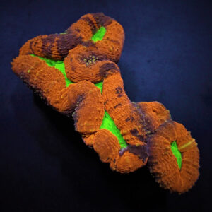 Lobophyllia Splitcolor Premium