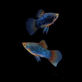 Platy Black