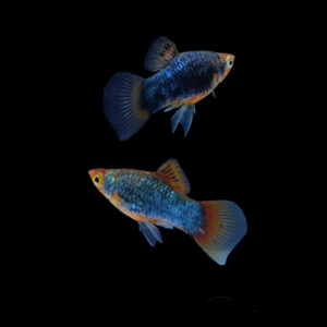 Platy Black