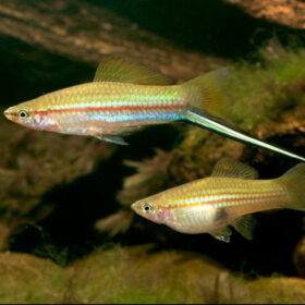 Swordtail Green