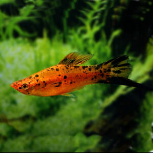 Swordtail Koi