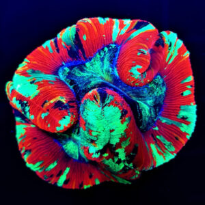 Trachyphyllia Red Premium