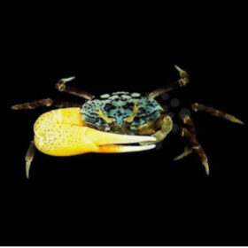 Uca Blue crab