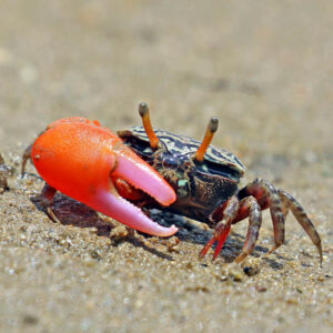 Uca Crassipes