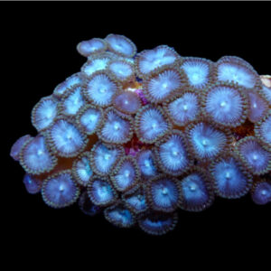 Zoanthus Blue