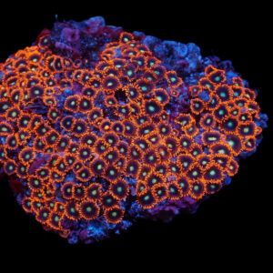 Zoanthus Red-Orange