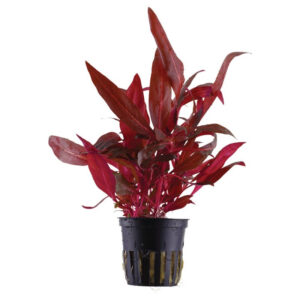 Alternanthera Rosaefolia Rosanervig Pot