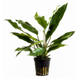 Anubias Minima pot