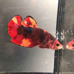Betta Fancy Koi WYSIWYG 1