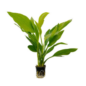 Echinodorus Argentinensis pot