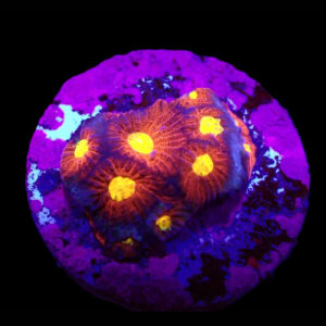 Favites sp. (JF Toro Bravo) 1 WYSIWYG