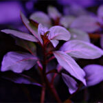 Ludwigia Repens Diamond Red Pot