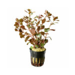 Ludwigia Repens Diamond Red Pot