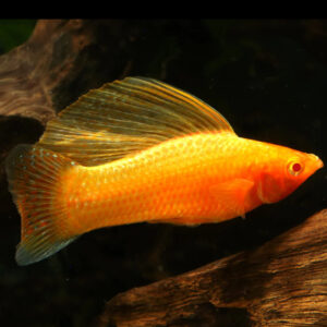 Molly Orange Sailfin