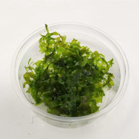 Monosolenium tenerum