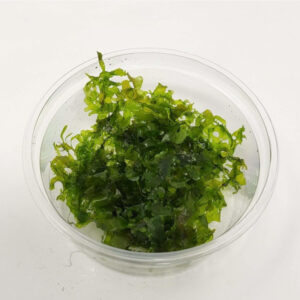 Monosolenium tenerum