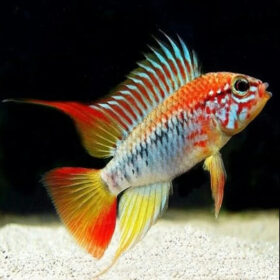 Red Edge Apistogeamma (Apistogramma viejita)