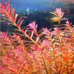 Rotala Vietnam H'ra