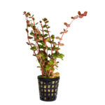 Rotala Vietnam H'ra