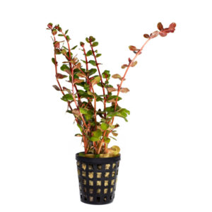 Rotala Vietnam H'ra