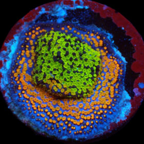 Montipora sp. (Fruity)