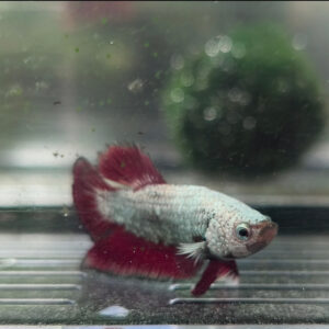 Betta Plakat Platinum Red Male WYSIWYG