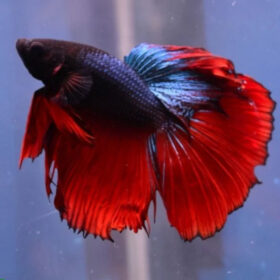 Betta Splendens Halfmoon Blue-Red