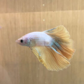 Betta Splendens Halfmoon Gold Male L WYSIWYG